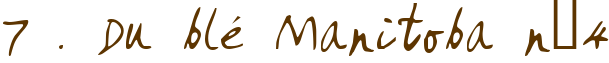 7 . Du blé Manitoba n°4